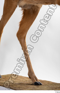 Deer Doe 2 leg 0010.jpg